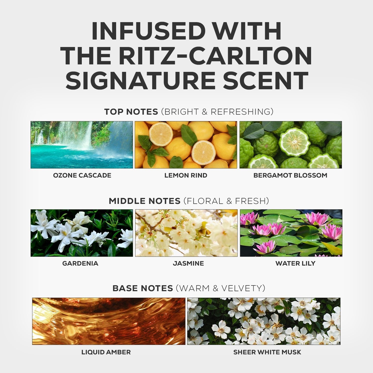 A detailed overview of the Luxury Hotel scent with bright top notes like ozone cascade and lemon rind, floral middle notes including jasmine and water lily, and warm base notes of liquid amber and sheer white musk.